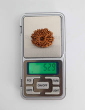 14 Mukhi Nepali Rudraksha