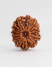 14 Mukhi Nepali Rudraksha