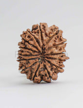 14 Mukhi Nepali Rudraksha