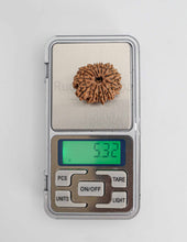 14 Mukhi Nepali Rudraksha