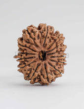 14 Mukhi Nepali Rudraksha