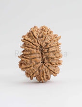 14 Mukhi Nepali Rudraksha
