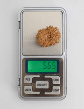 14 Mukhi Nepali Rudraksha