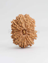 14 Mukhi Nepali Rudraksha