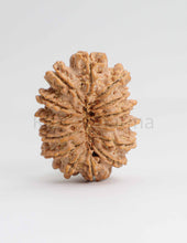 14 Mukhi Nepali Rudraksha