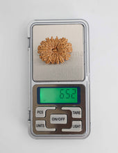 14 Mukhi Nepali Rudraksha