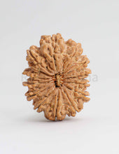 14 Mukhi Nepali Rudraksha