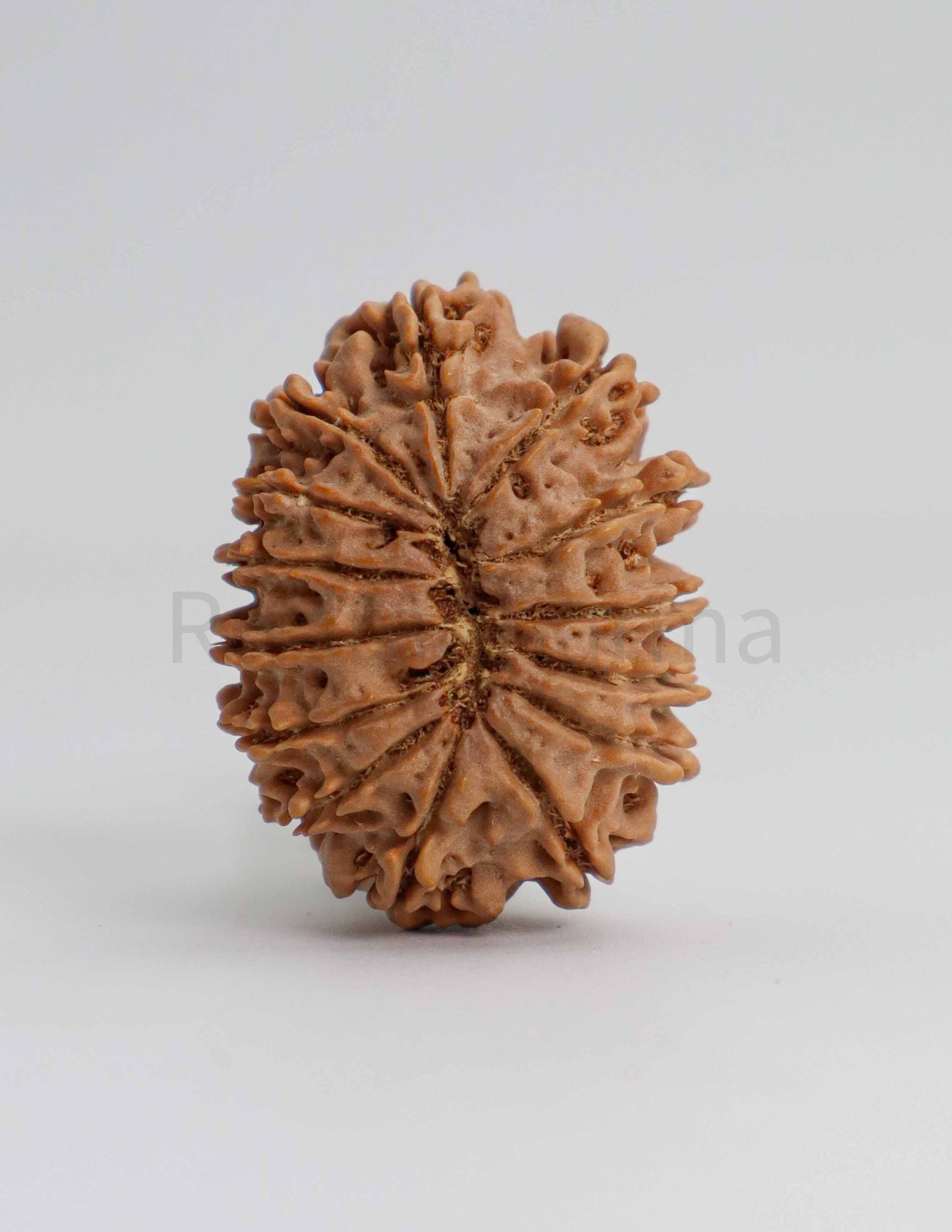 14 Mukhi Nepali Rudraksha