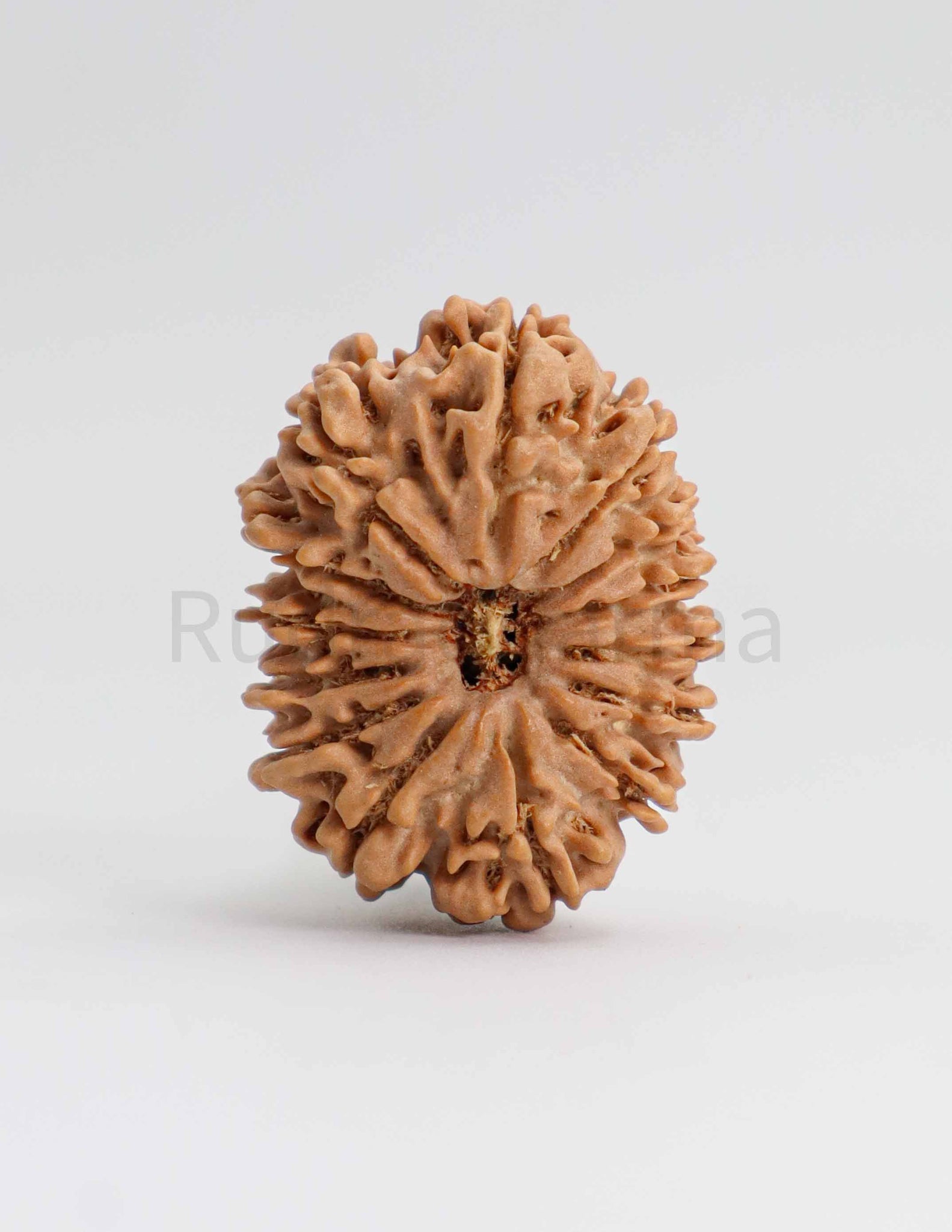 14 Mukhi Nepali Rudraksha