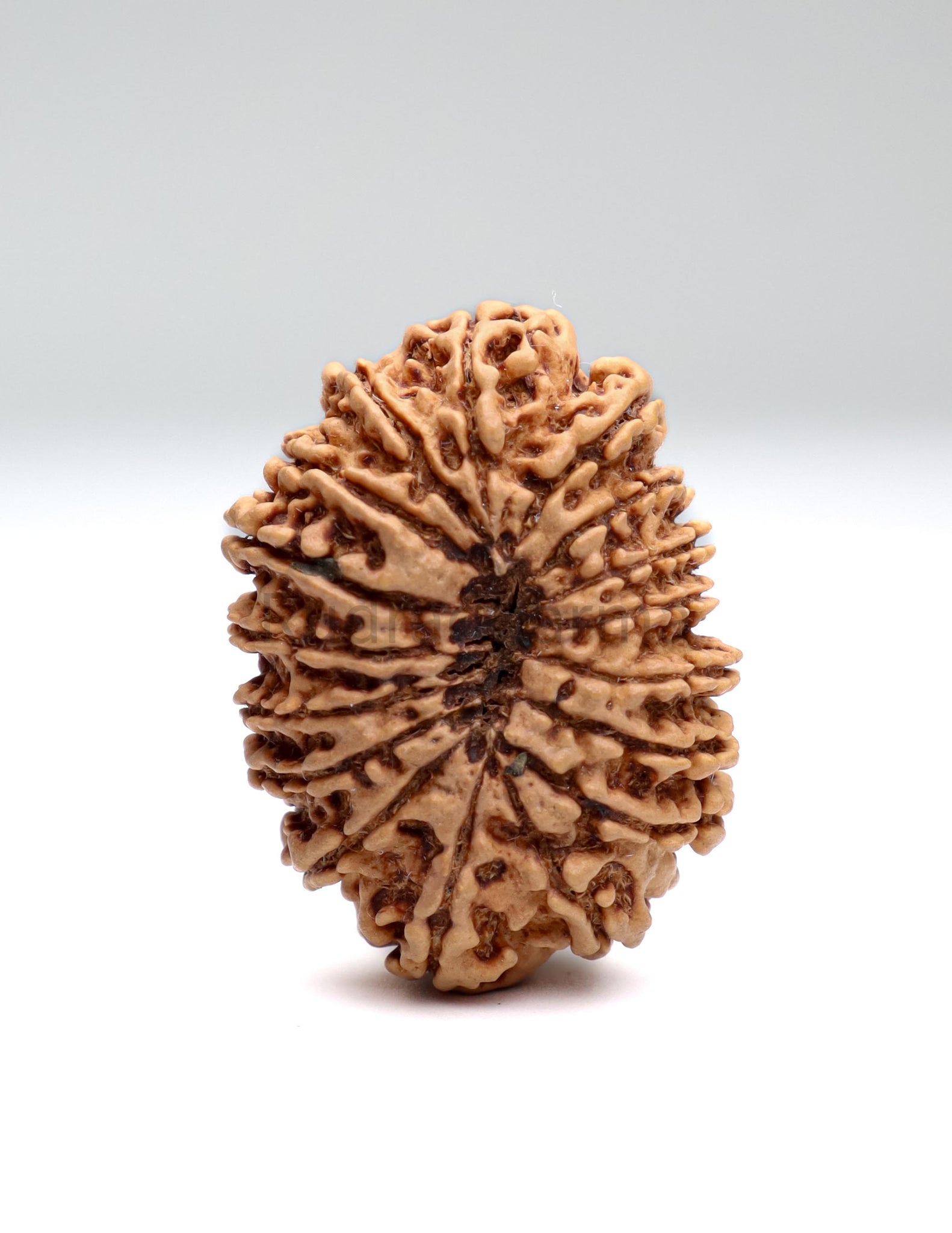 17 Mukhi Nepali Rudraksha