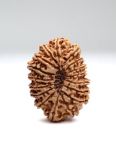 17 Mukhi Nepali Rudraksha