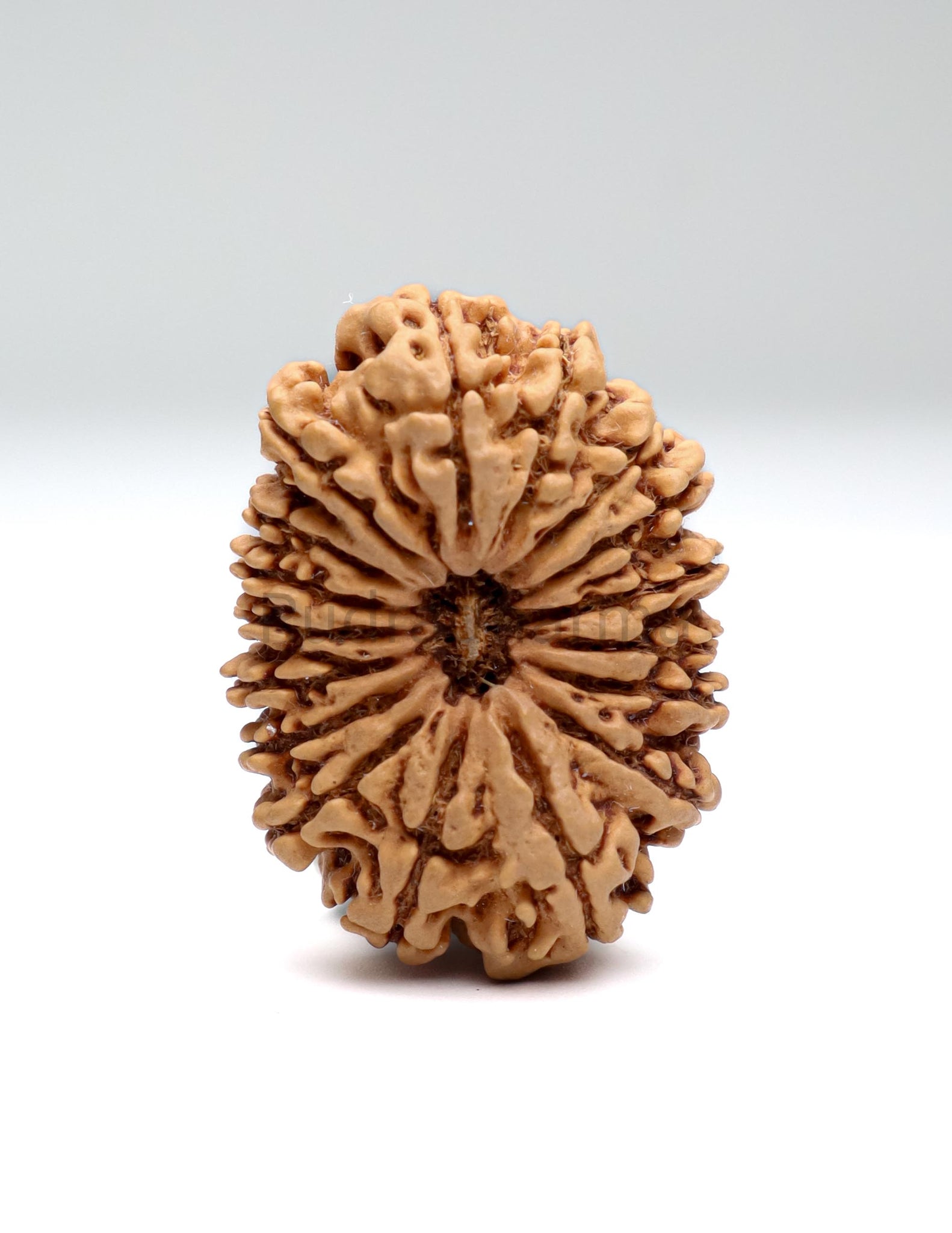 17 Mukhi Nepali Rudraksha