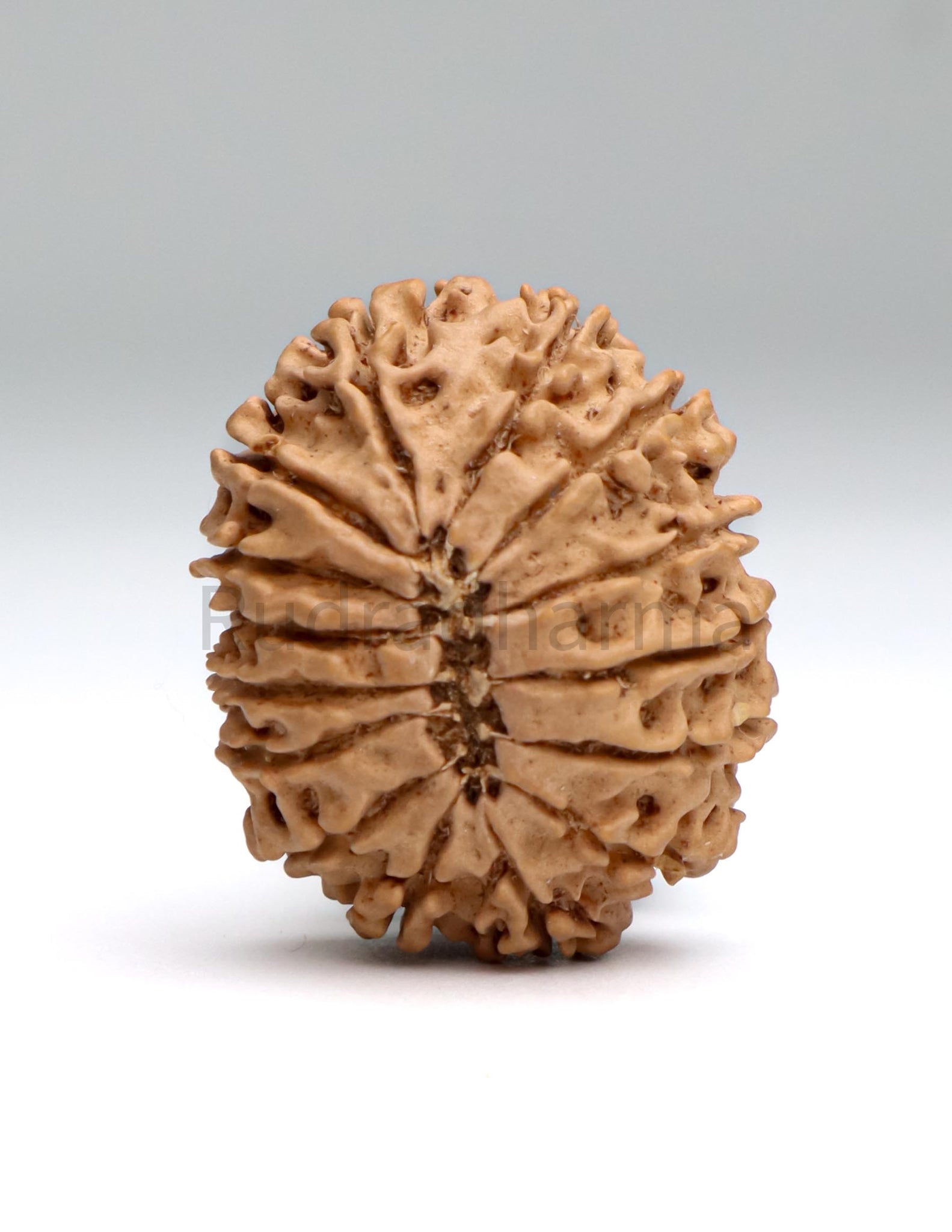 15 Mukhi Nepali Rudraksha