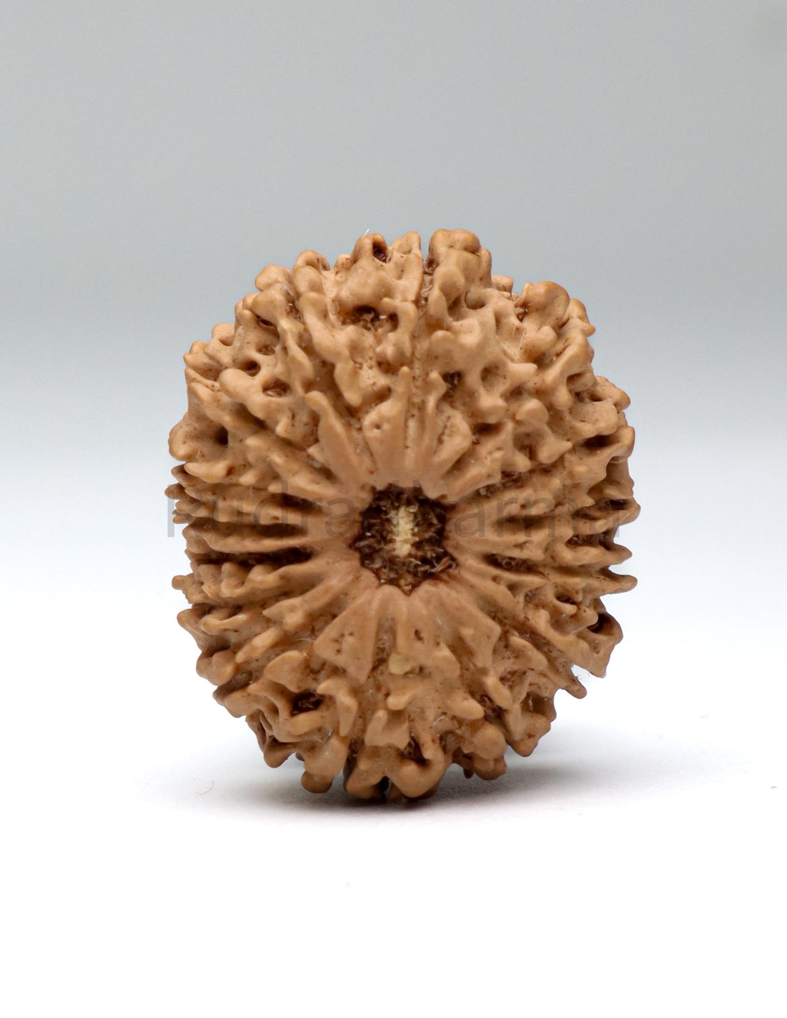 15 Mukhi Nepali Rudraksha