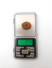 14 Mukhi Nepali Rudraksha
