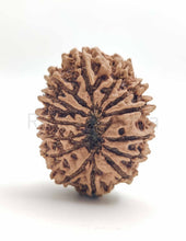 14 Mukhi Nepali Rudraksha