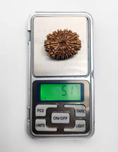 14 Mukhi Nepali Rudraksha