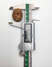 14 Mukhi Nepali Rudraksha