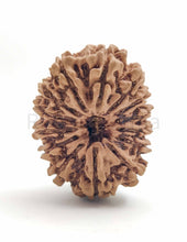 14 Mukhi Nepali Rudraksha