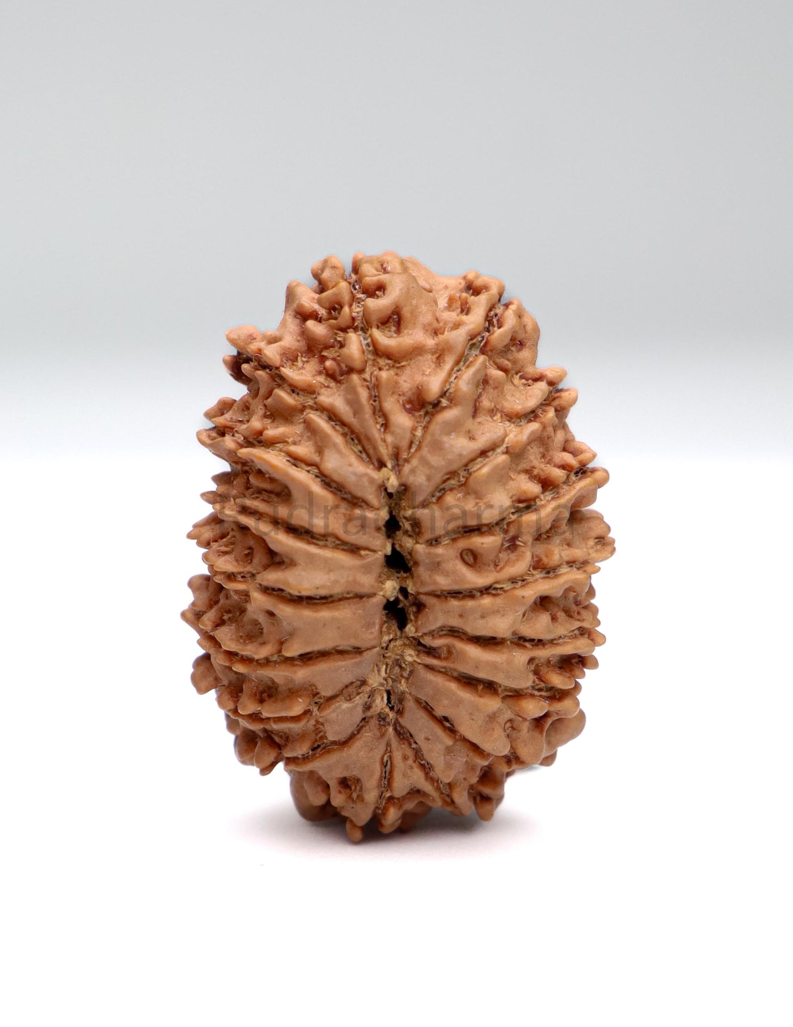 17 Mukhi Nepali Rudraksha