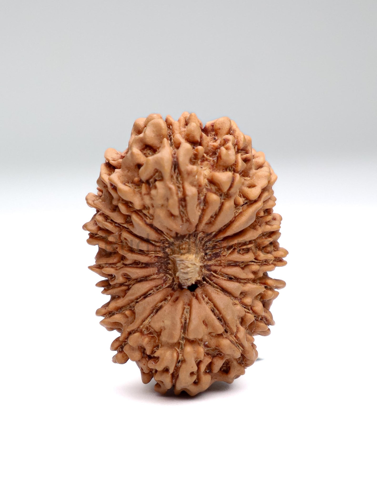 17 Mukhi Nepali Rudraksha