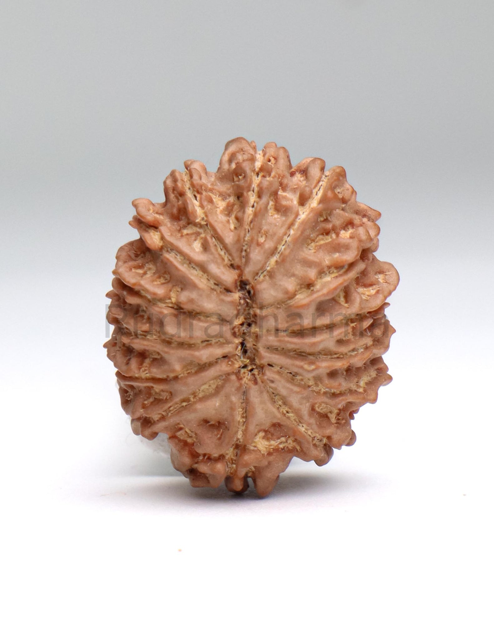 14 Mukhi Nepali Rudraksha