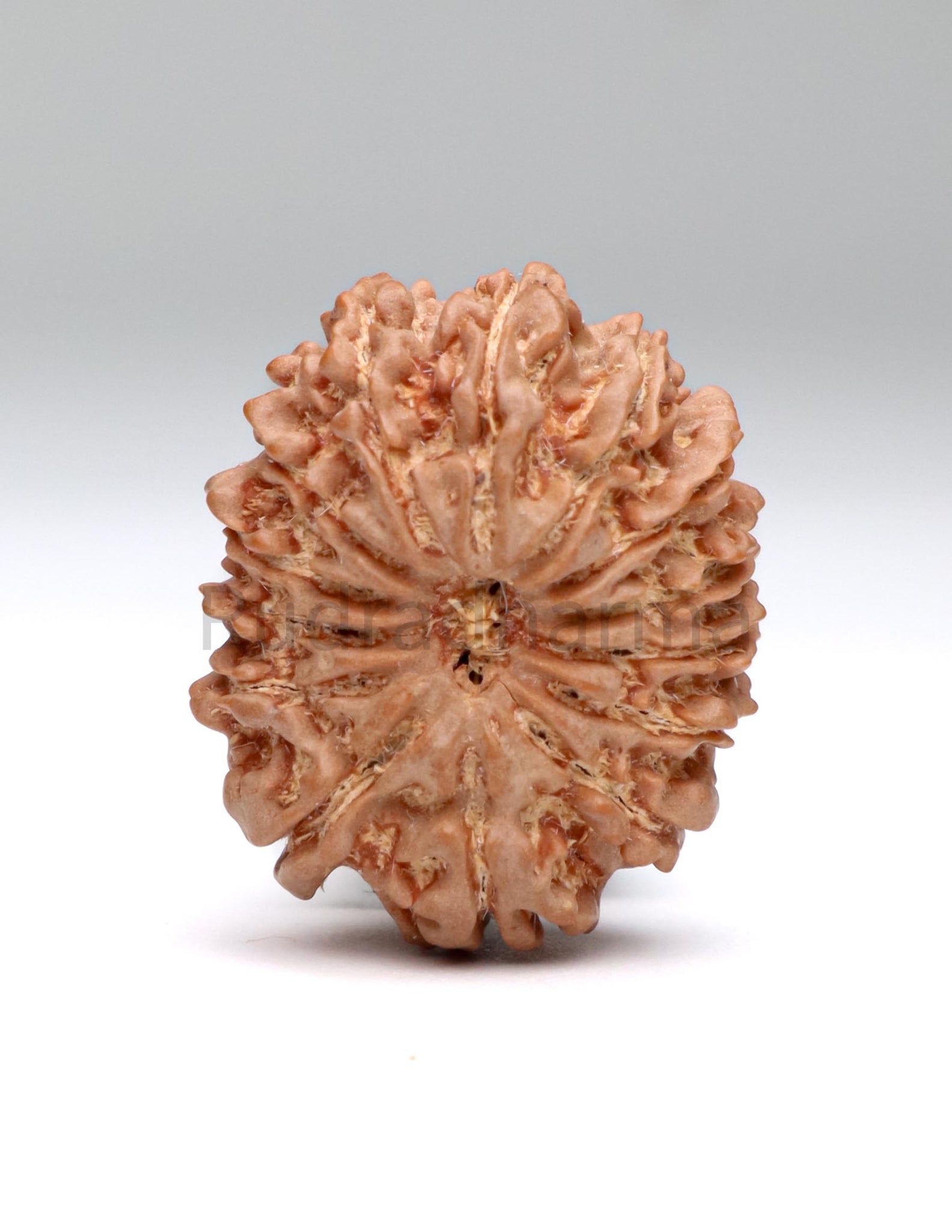 14 Mukhi Nepali Rudraksha