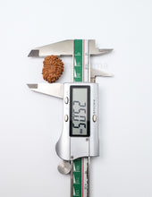 16 Mukhi Nepali Rudraksha