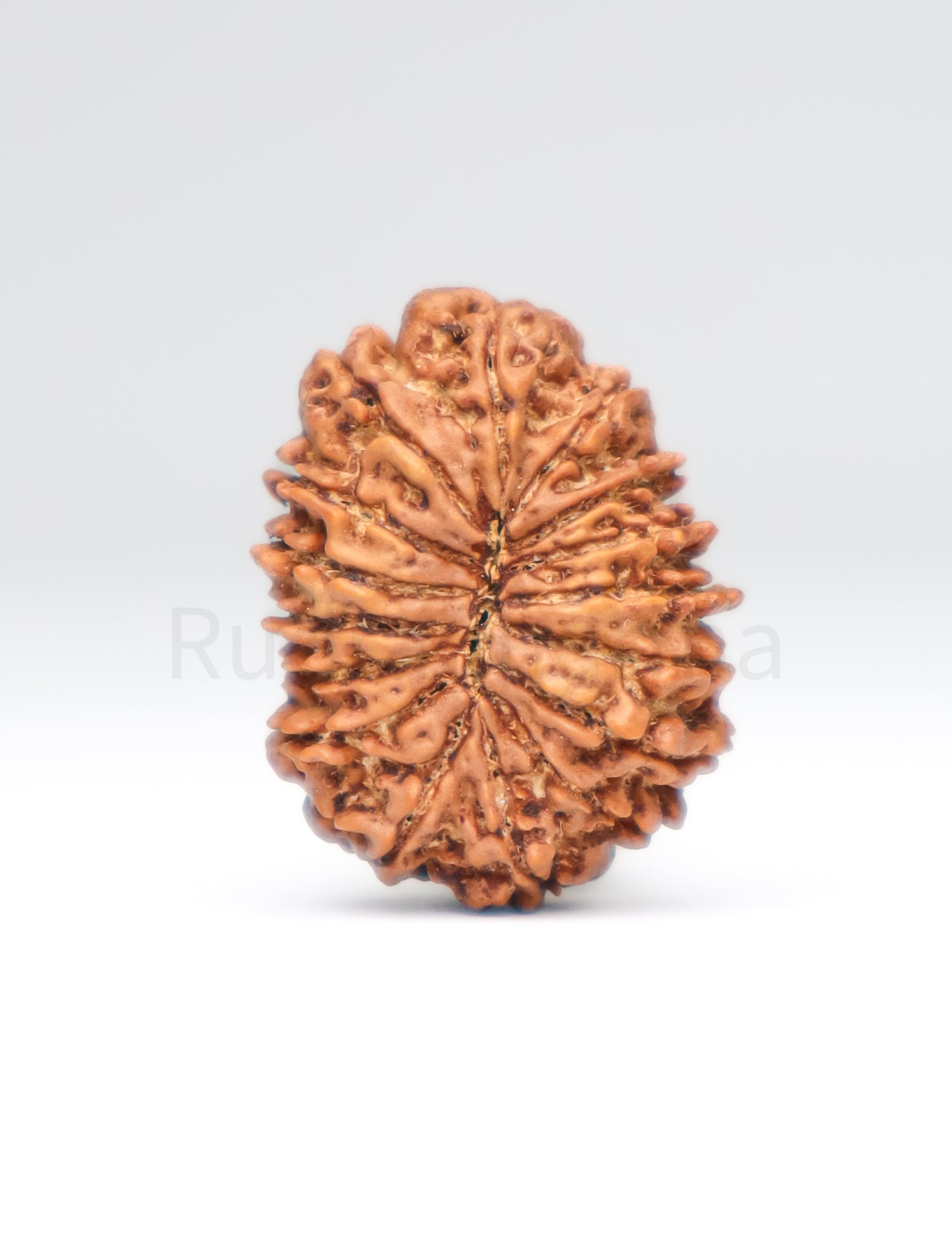 16 Mukhi Nepali Rudraksha