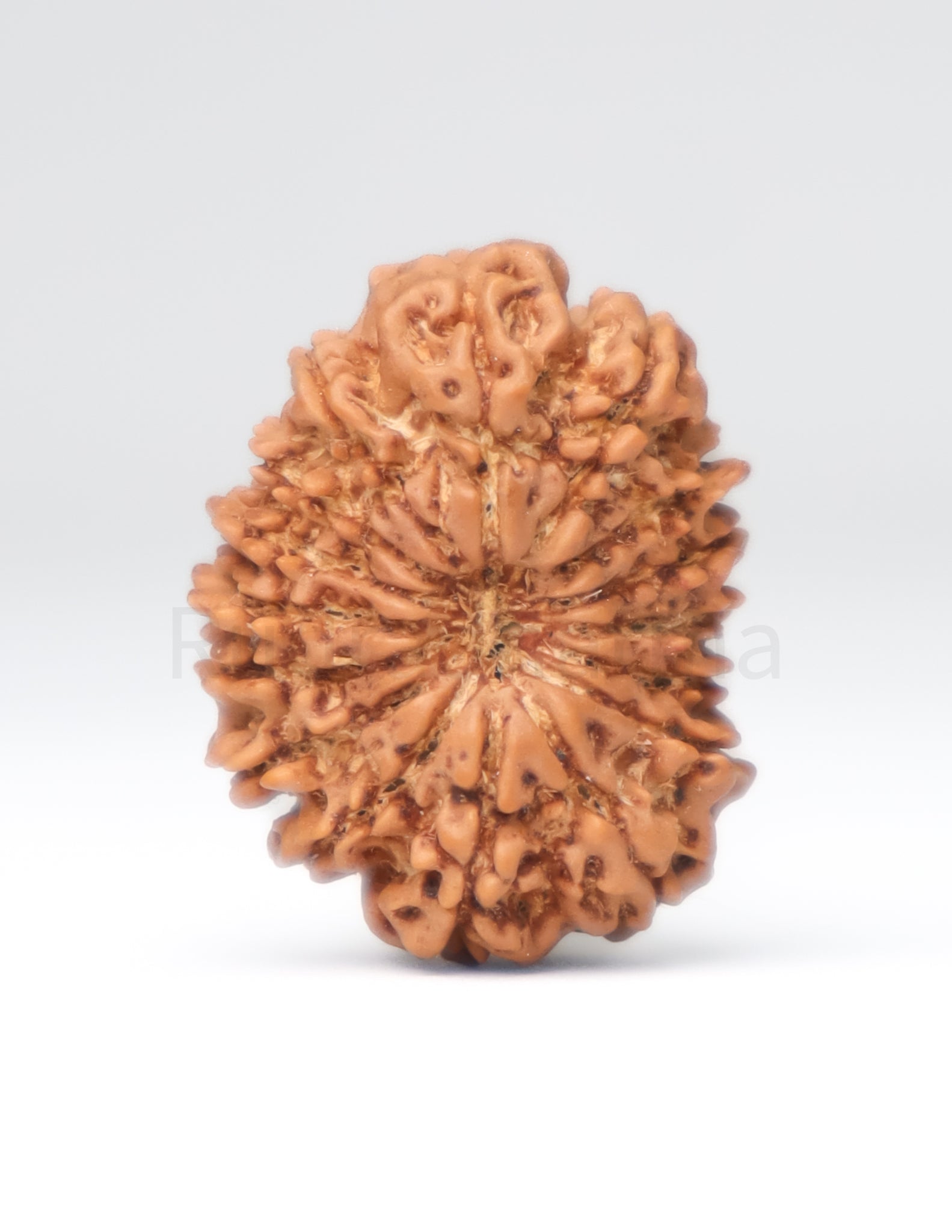 16 Mukhi Nepali Rudraksha