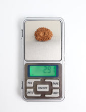 16 Mukhi Nepali Rudraksha