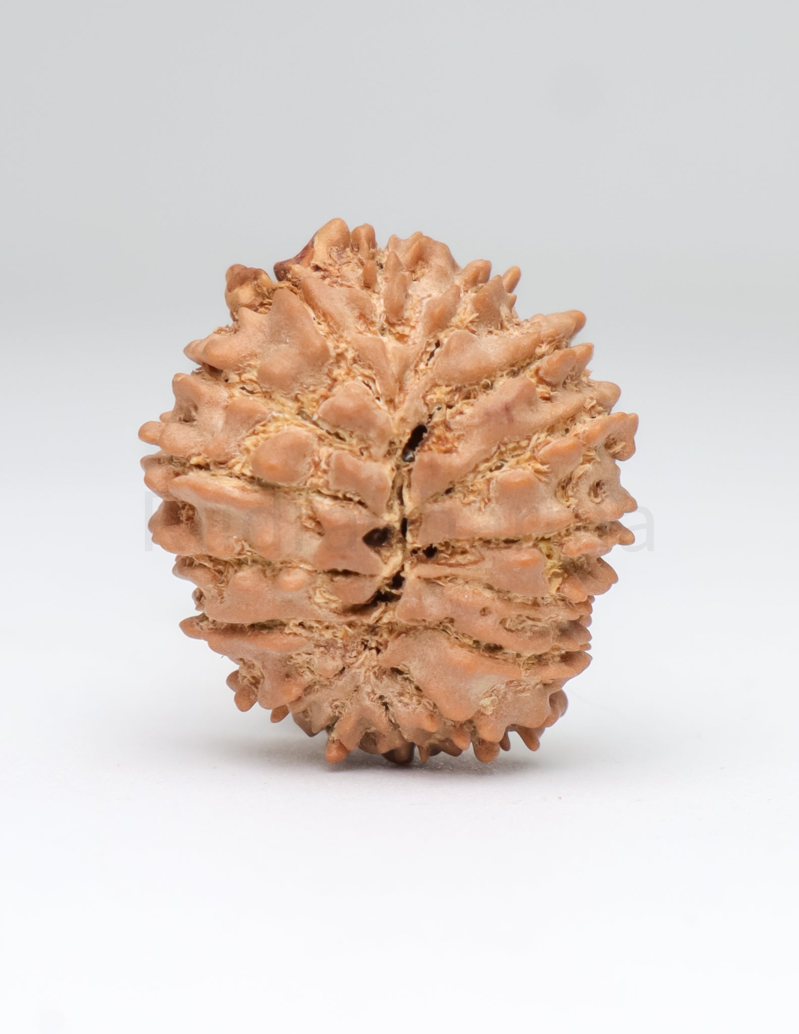 16 Mukhi Nepali Rudraksha