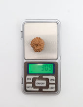 16 Mukhi Nepali Rudraksha