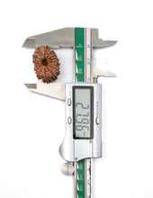 16 Mukhi Nepali Rudraksha