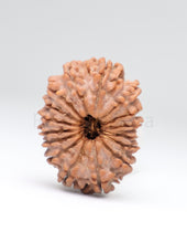 16 Mukhi Nepali Rudraksha