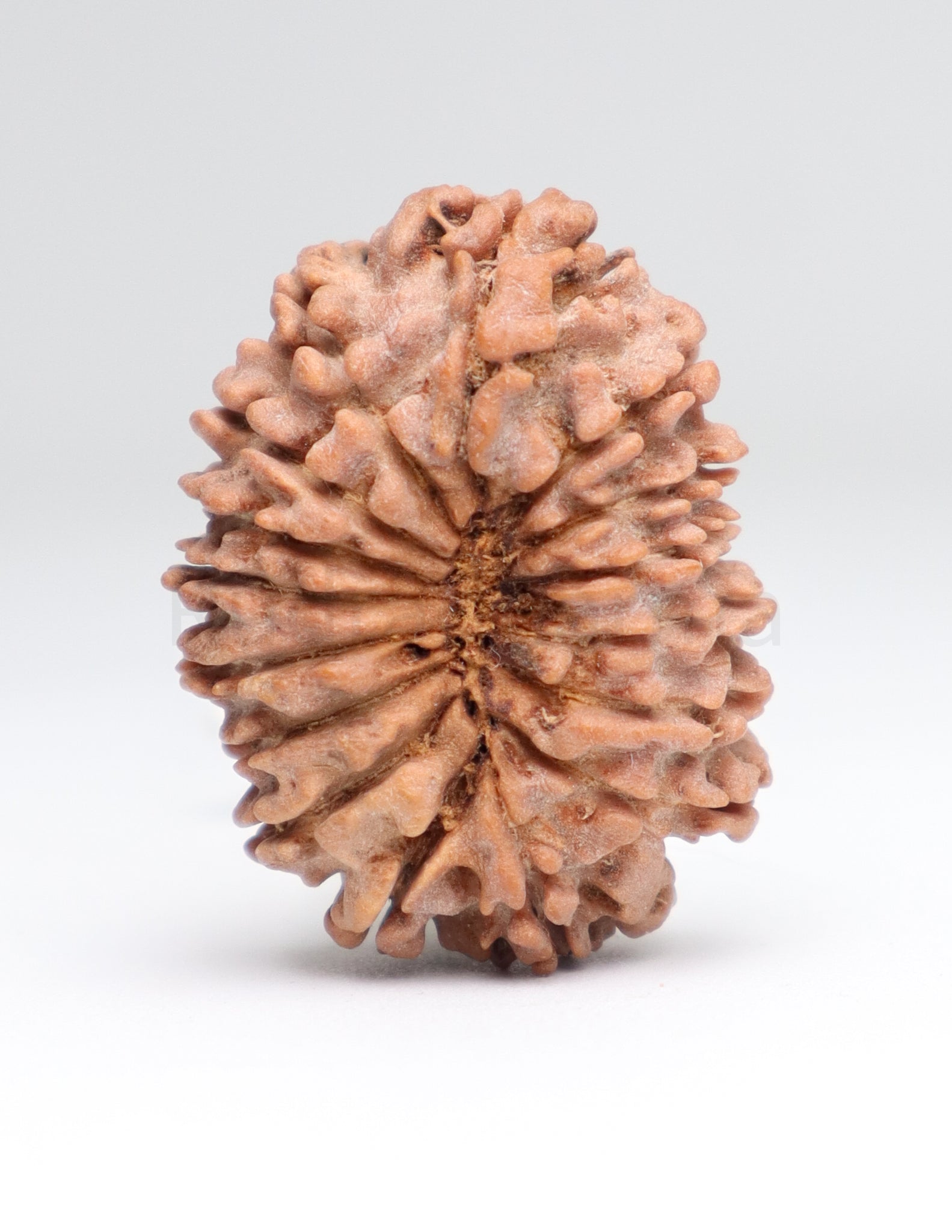 16 Mukhi Nepali Rudraksha