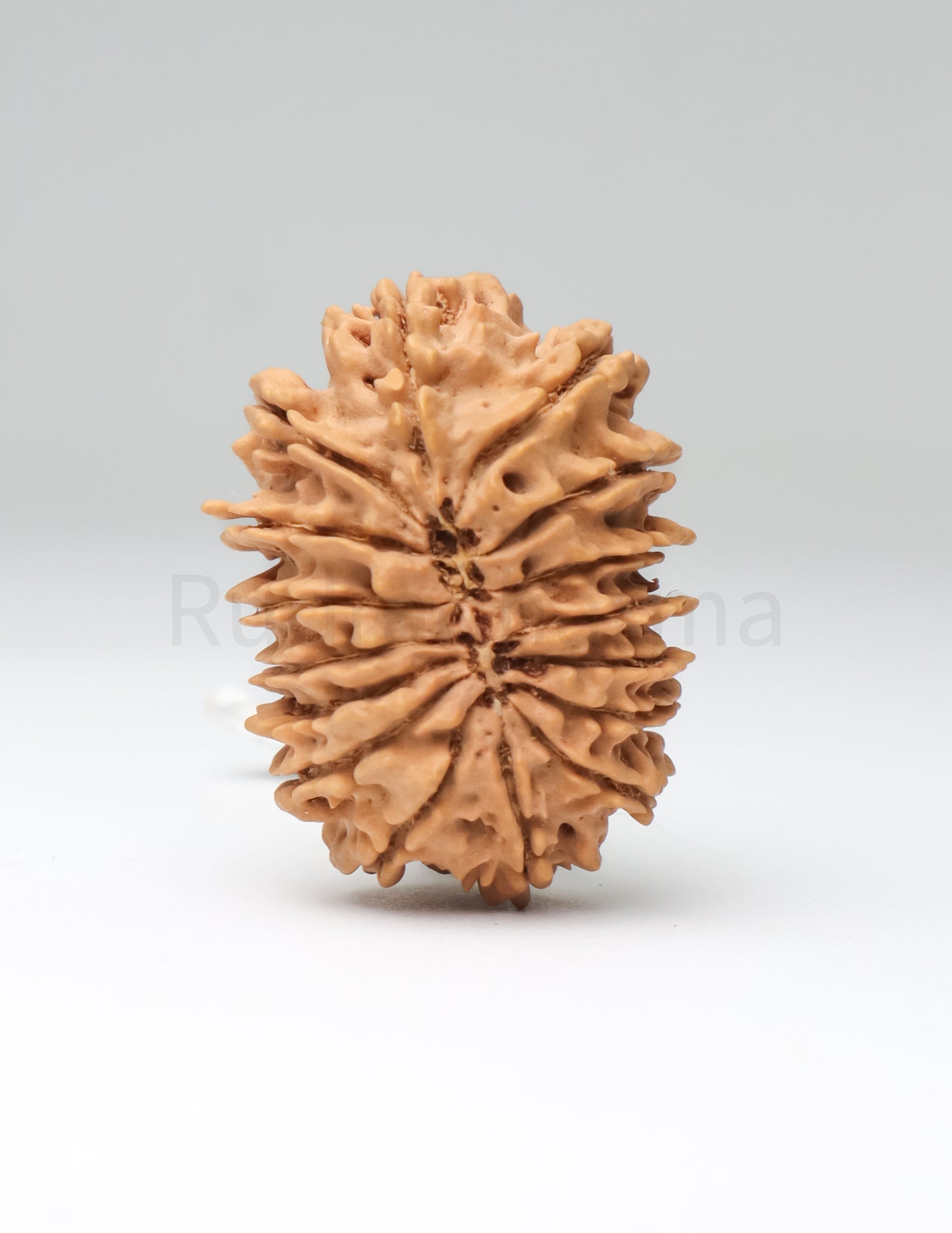 16 Mukhi Nepali Rudraksha