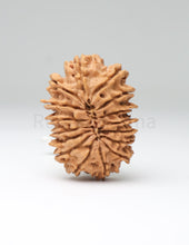 16 Mukhi Nepali Rudraksha
