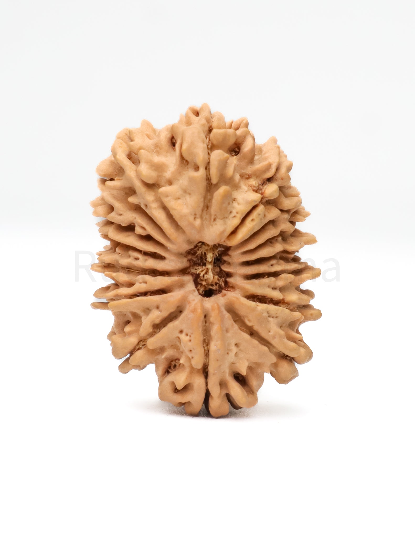 16 Mukhi Nepali Rudraksha