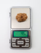 16 Mukhi Nepali Rudraksha