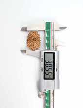 16 Mukhi Nepali Rudraksha