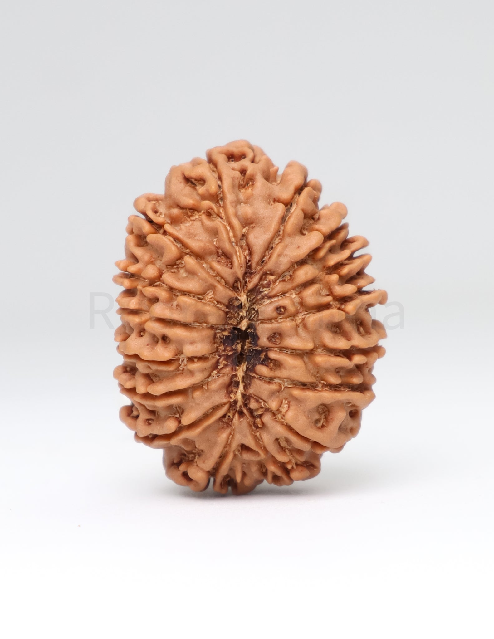 16 Mukhi Nepali Rudraksha