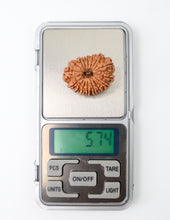 16 Mukhi Nepali Rudraksha