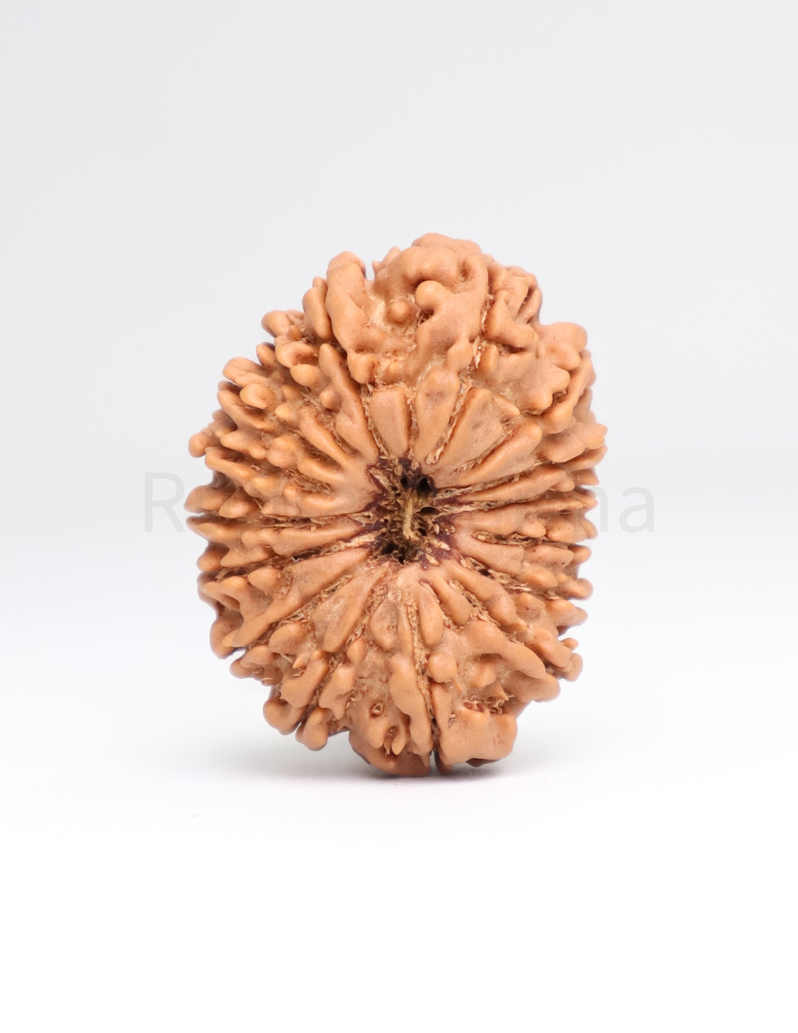 16 Mukhi Nepali Rudraksha