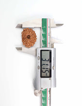 16 Mukhi Nepali Rudraksha