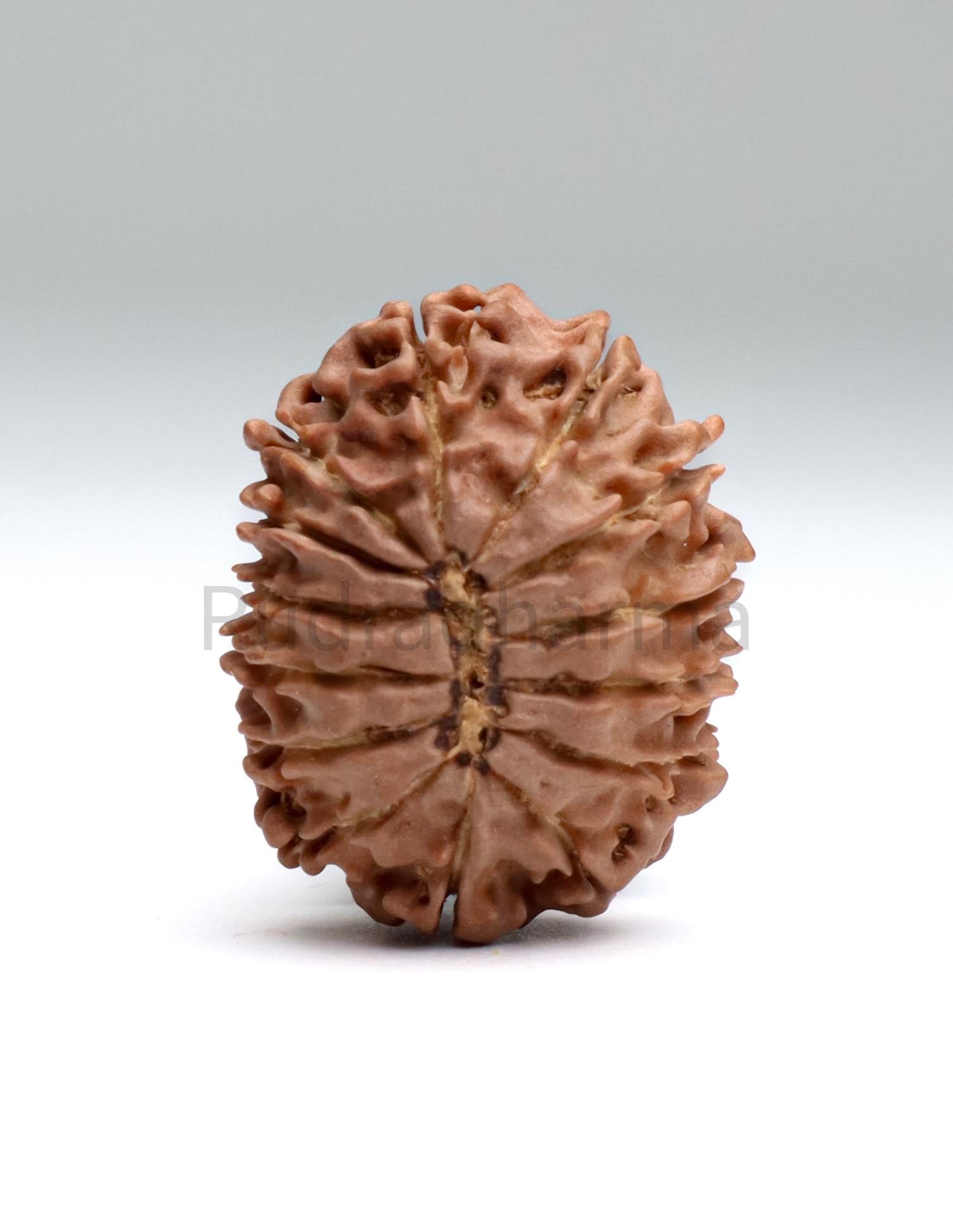 14 Mukhi Nepali Rudraksha