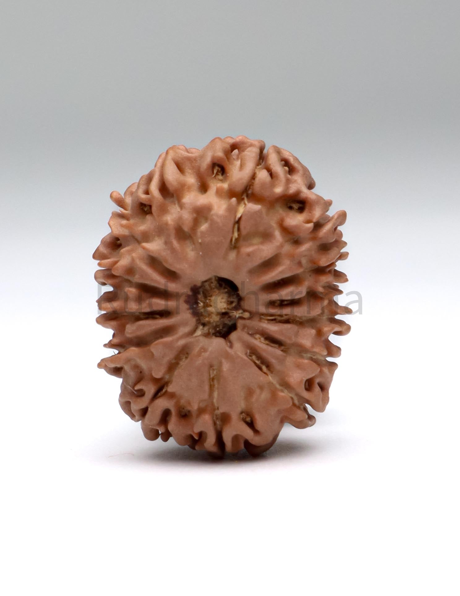 14 Mukhi Nepali Rudraksha