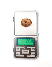 16 Mukhi Nepali Rudraksha