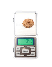 16 Mukhi Nepali Rudraksha