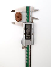 16 Mukhi Nepali Rudraksha